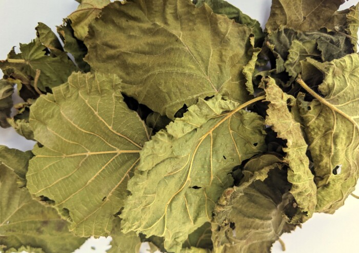 Feuilles de noisetier – Image 2